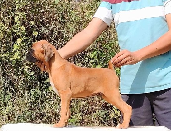 Boxer For Sale In Chennai