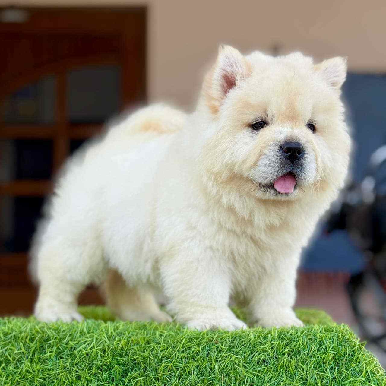 Chow Chow For Sale In Chandigarh