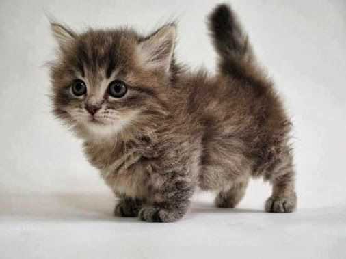 Munchkin For Sale In Bangalore