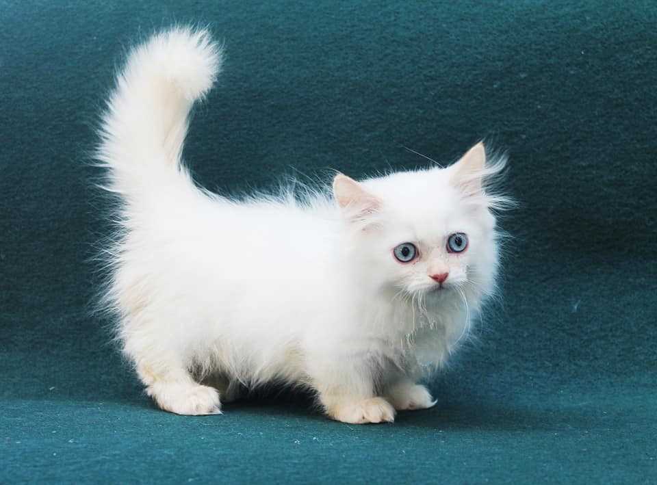 Munchkin For Sale In Bangalore
