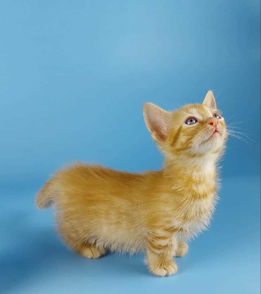 Munchkin For Sale In Bangalore