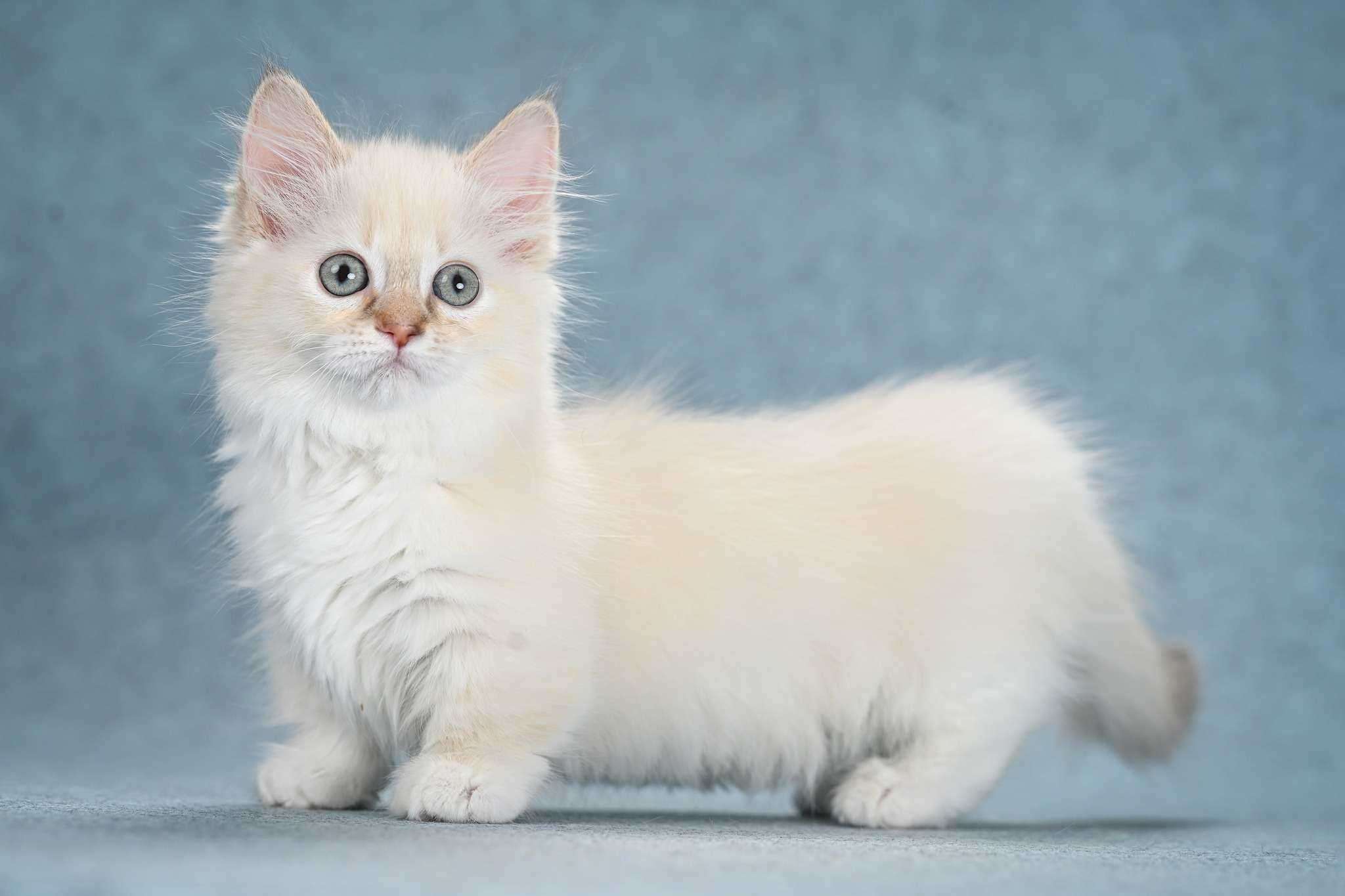 Munchkin For Sale In Bangalore