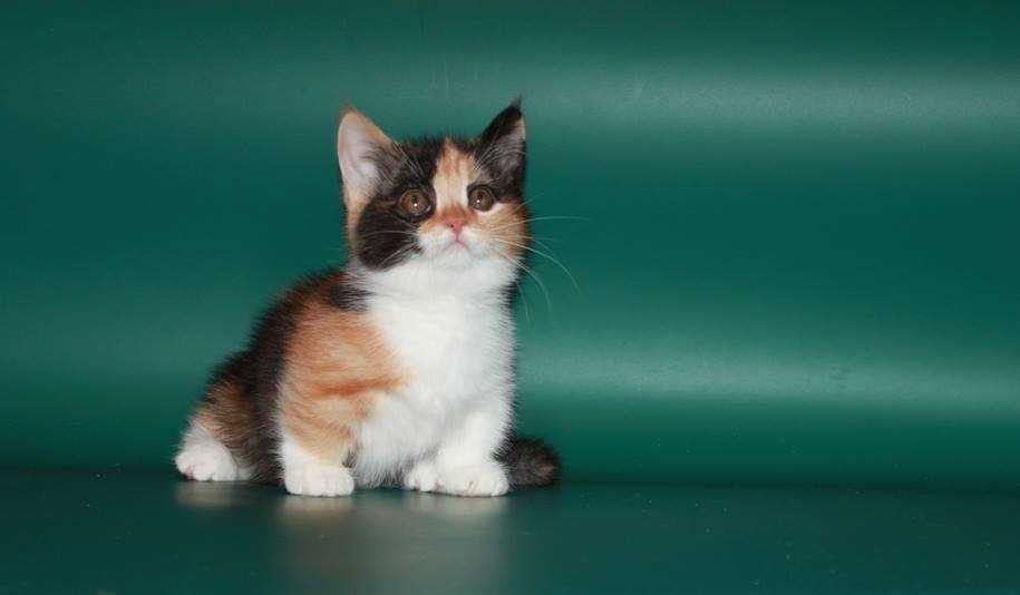 Munchkin For Sale In Delhi