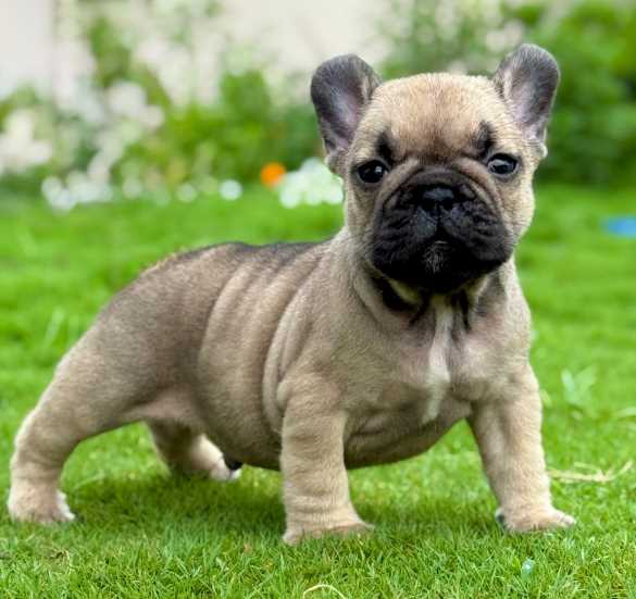 French Bulldog For Sale In Chennai