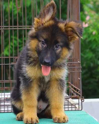 German Shepherd For Sale In Thiruvananthapuram