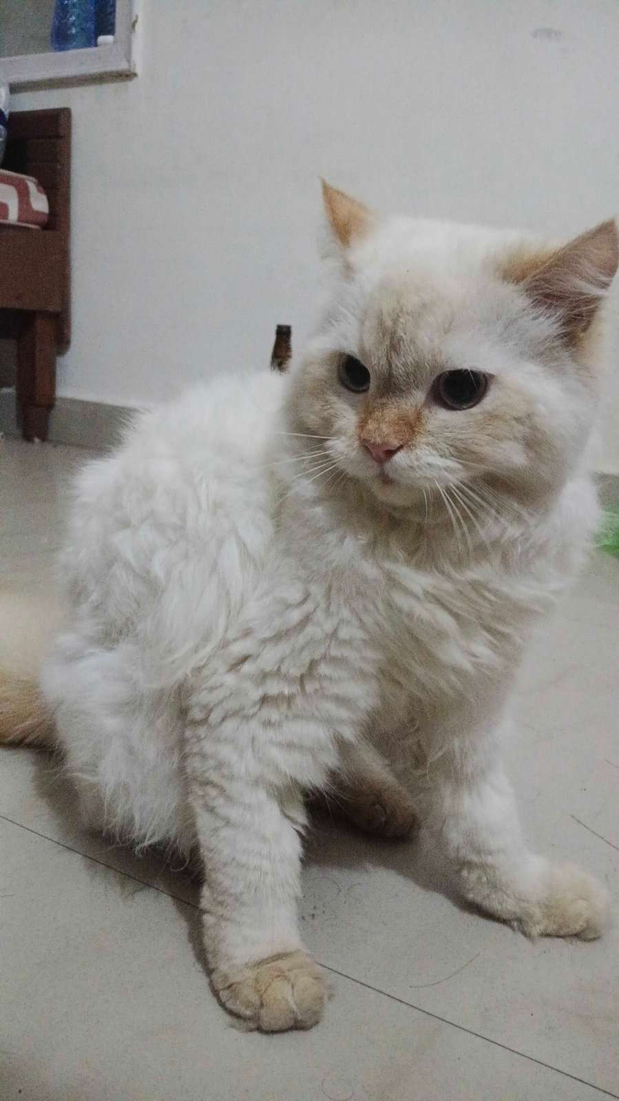 Persian For Sale In Chandigarh