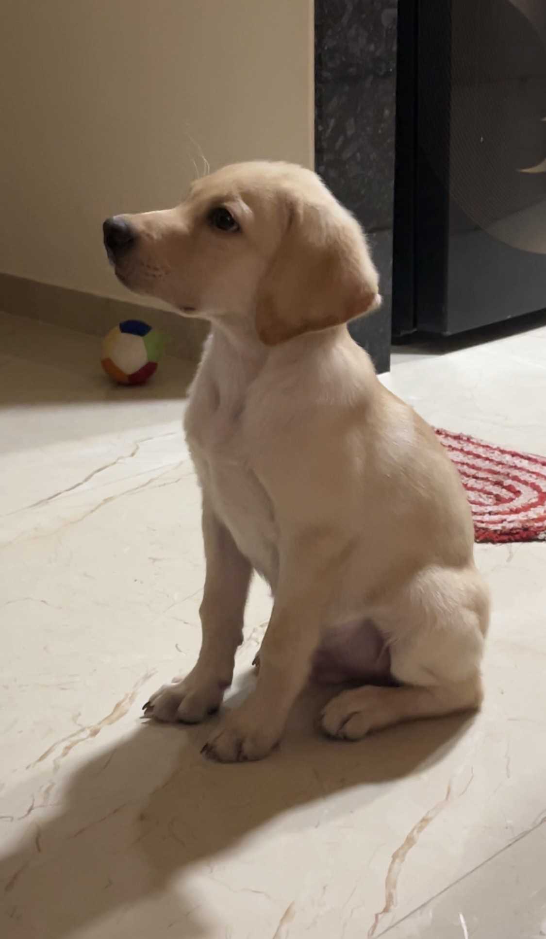 Labrador Retriever For Sale In Mumbai