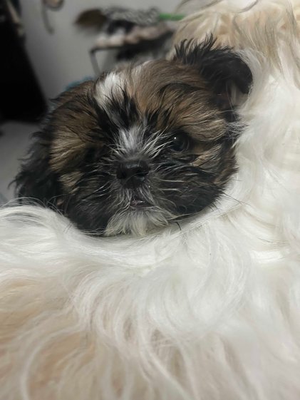 Shih Tzu For Sale In Gurgaon