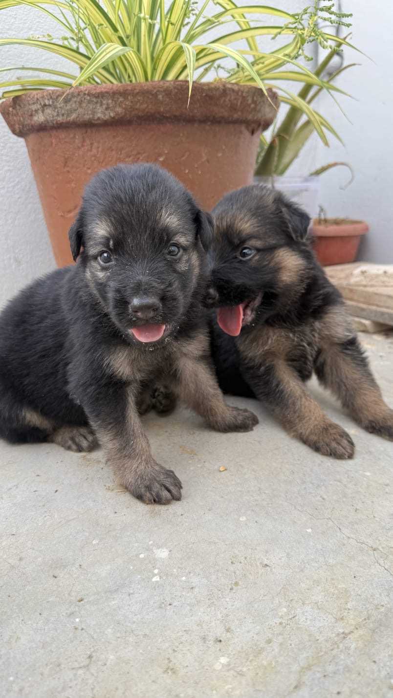 German Shepherd For Sale In Tirupper