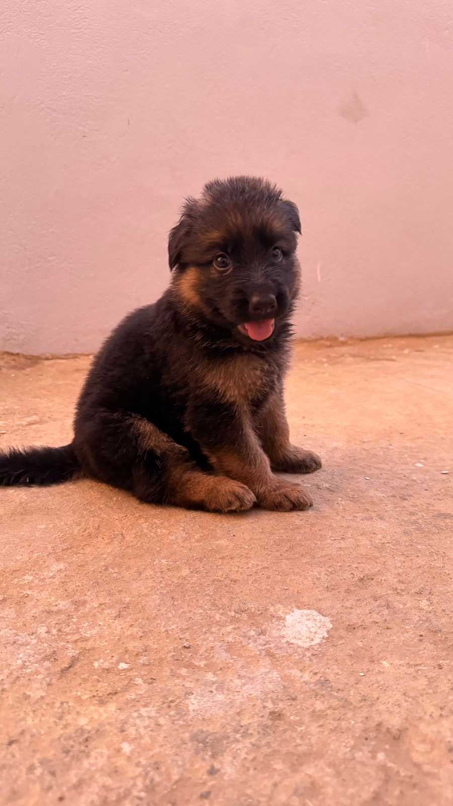 German Shepherd For Sale In Tirupper