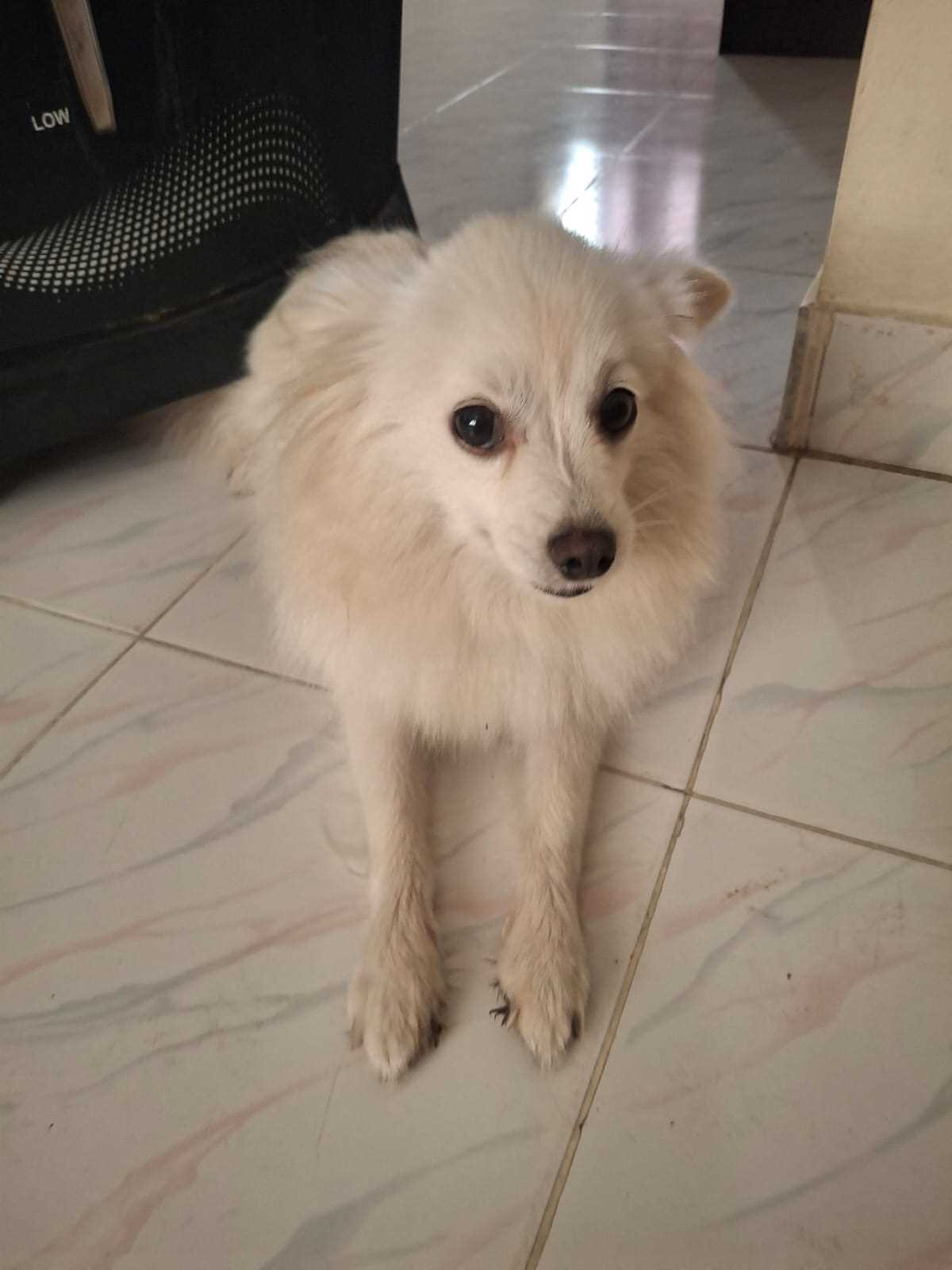 Pomeranian For Sale In Dharmapuri