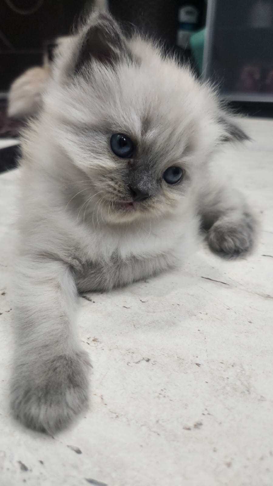 Himalayan For Sale In Lucknow