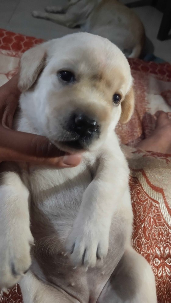 Labrador Retriever For Sale In Rohtak