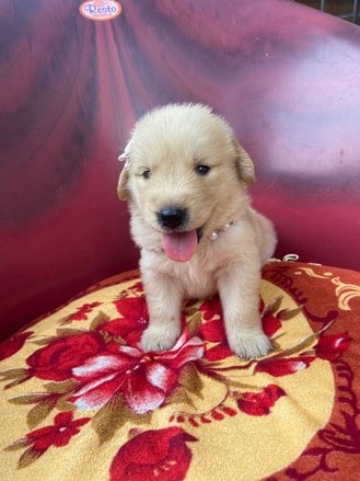 Golden Retriever For Sale In Visakhapatnam