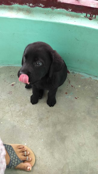 Labrador Retriever For Sale In Kanpur