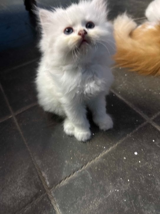 Persian For Sale In Nalgonda
