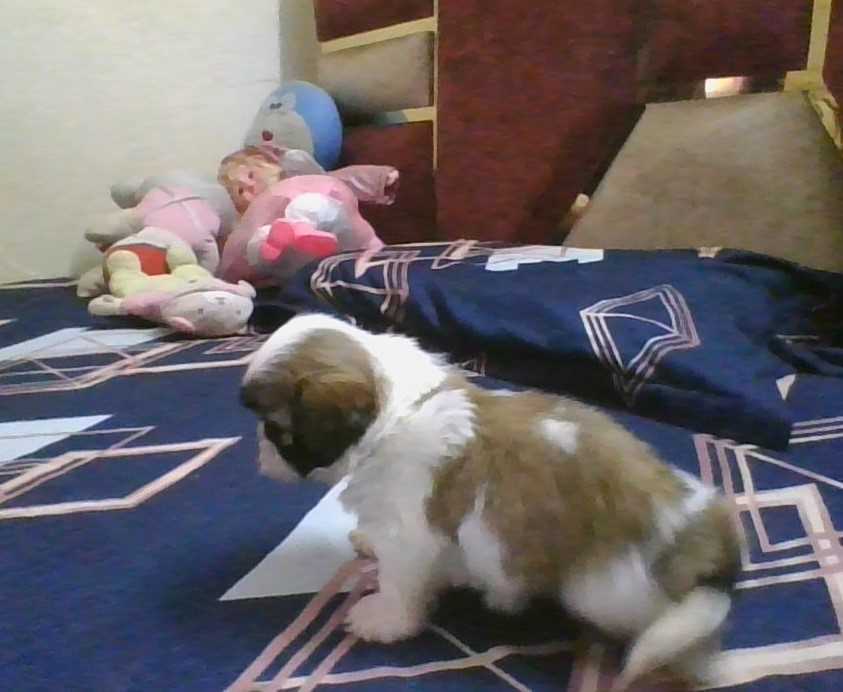 Shih Tzu For Sale In Ludhiana