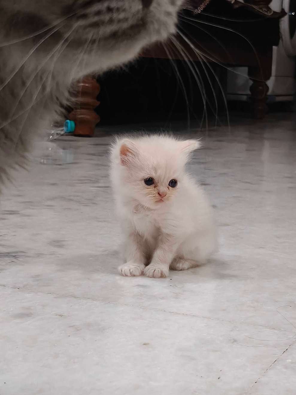 Persian For Sale In Bangalore