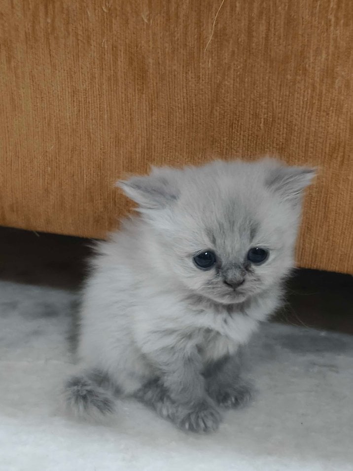 Persian For Sale In Bangalore