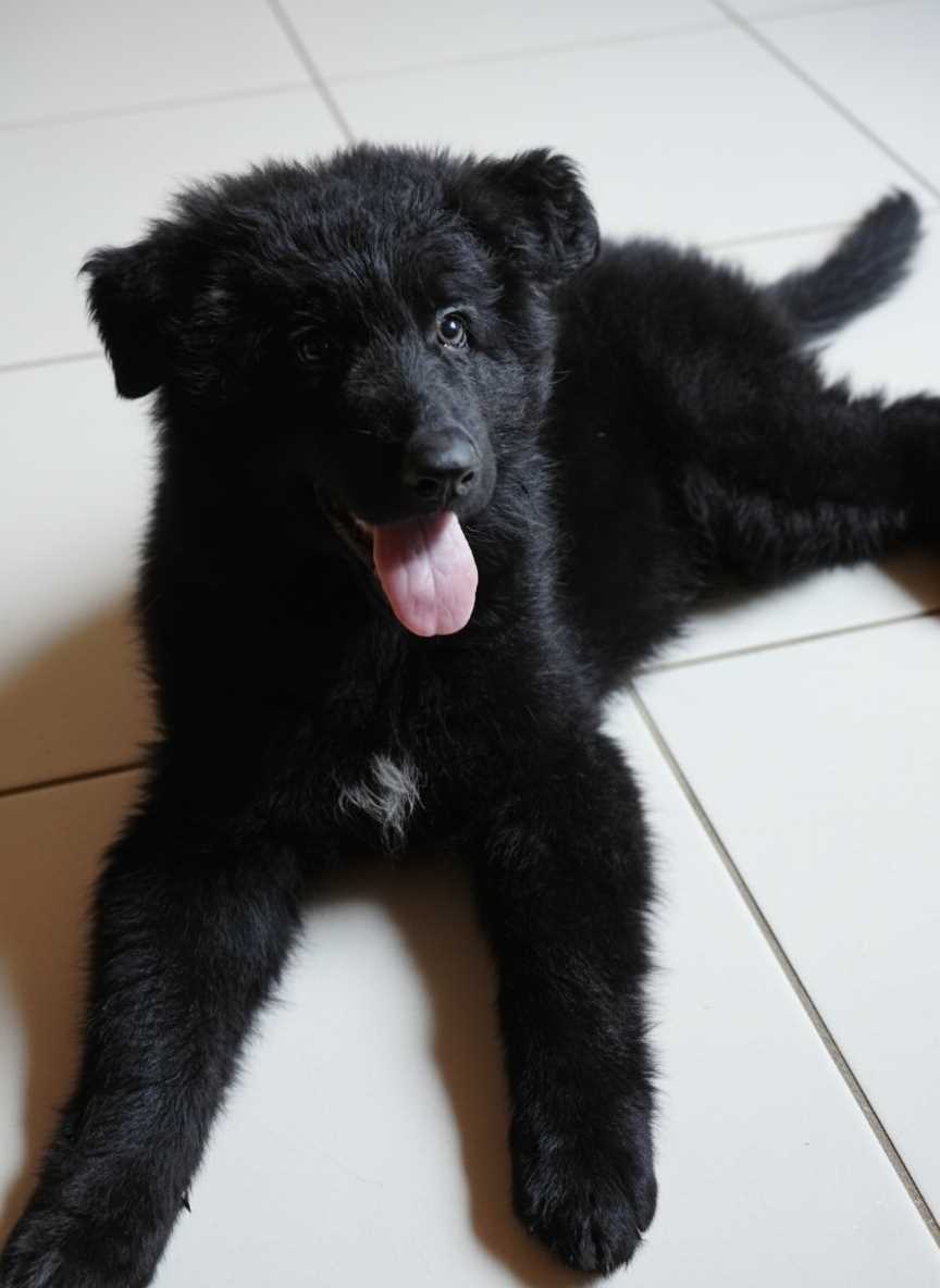 German Shepherd For Sale In Pune
