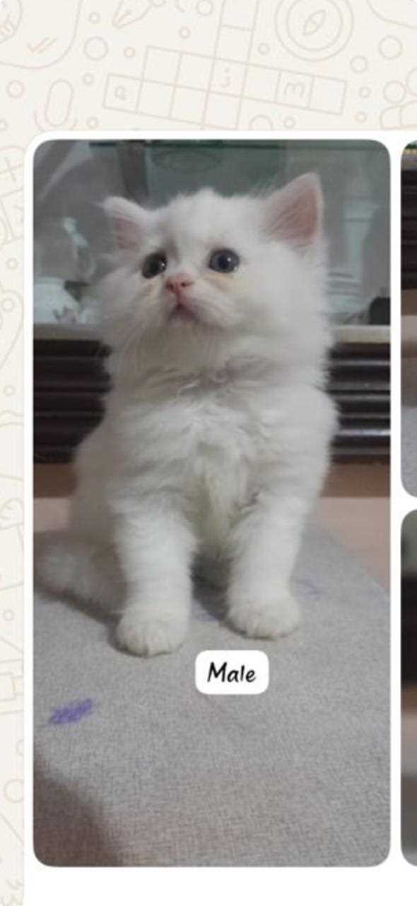 Persian For Sale In Bangalore