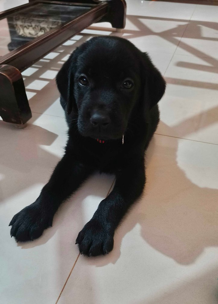 Labrador Retriever For Sale In Hubli Dharwad