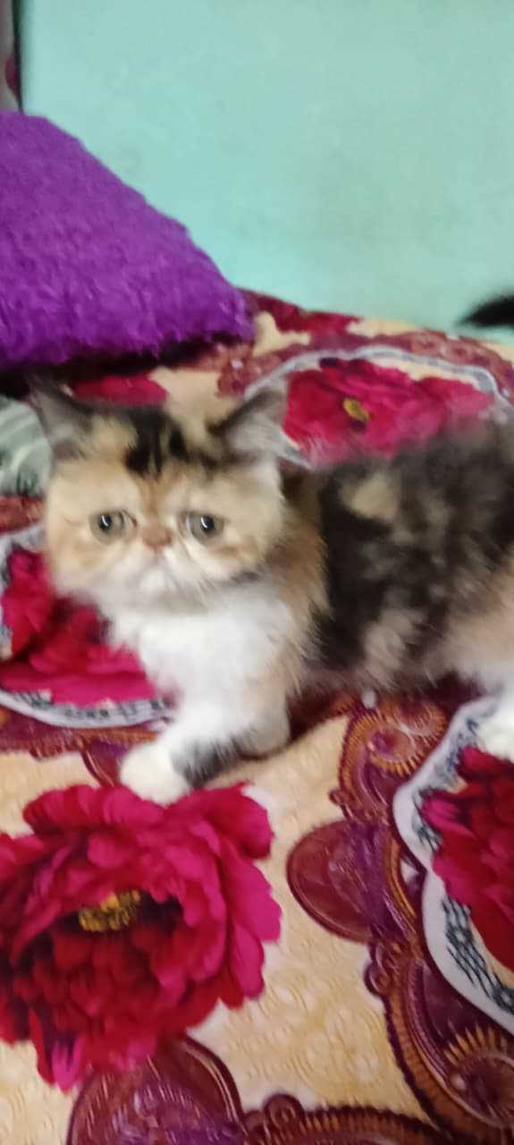 Persian For Sale In Bangalore