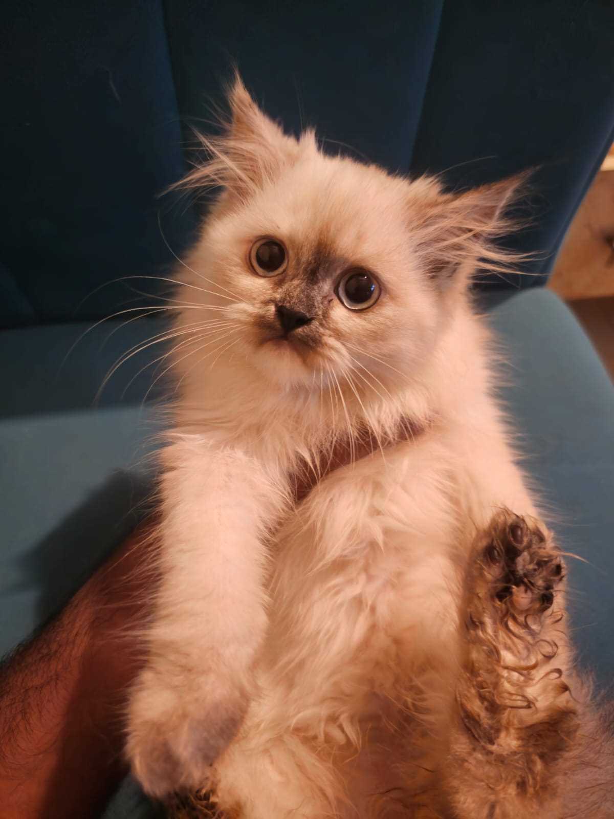 Persian For Sale In Bangalore