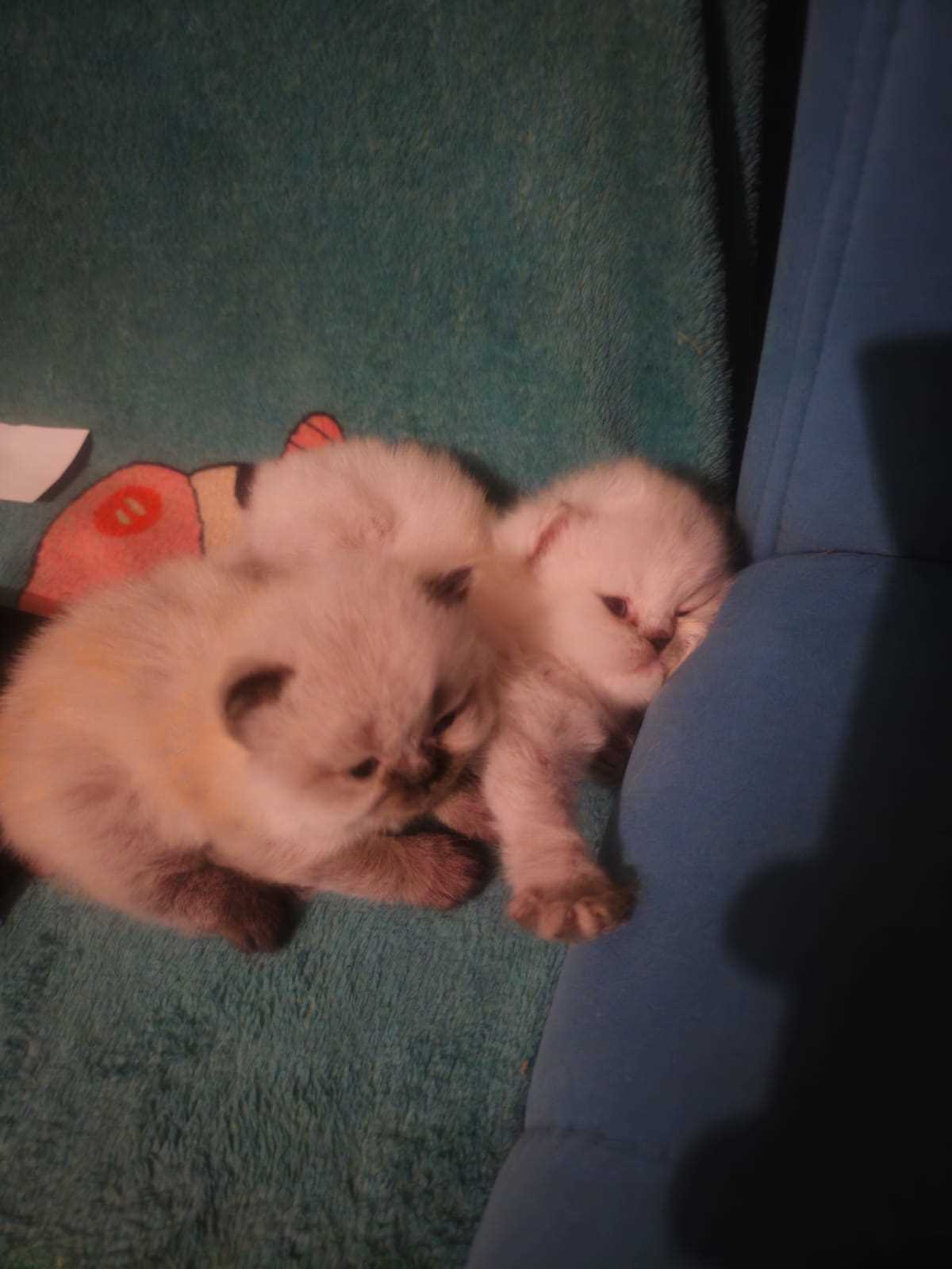 Persian For Sale In Bangalore