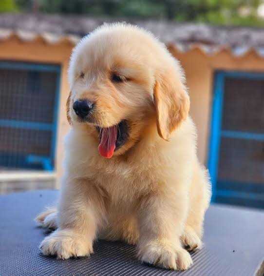 Golden Retriever For Sale In Udupi