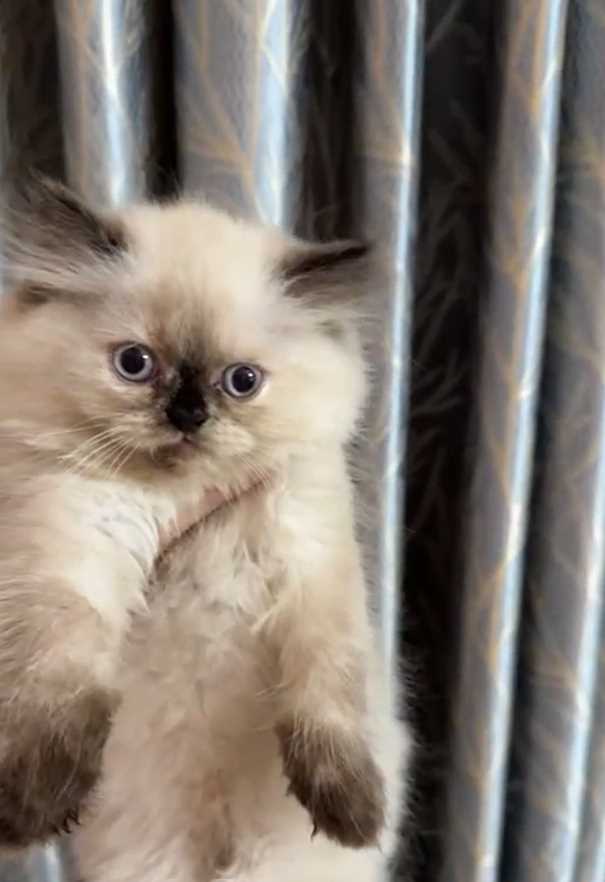 Himalayan For Sale In Chandigarh