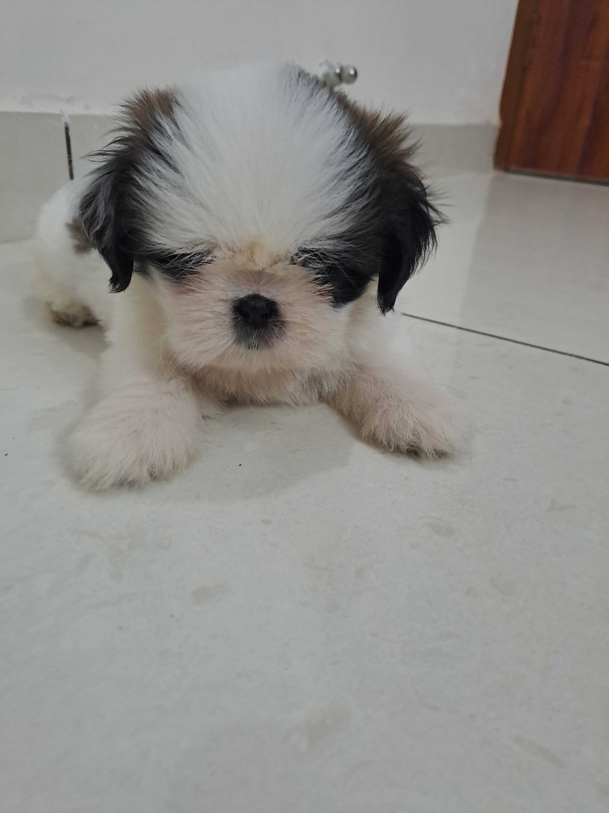 Shih Tzu For Sale In Chandigarh