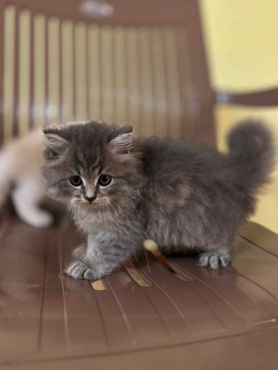 Persian For Sale In Panvel