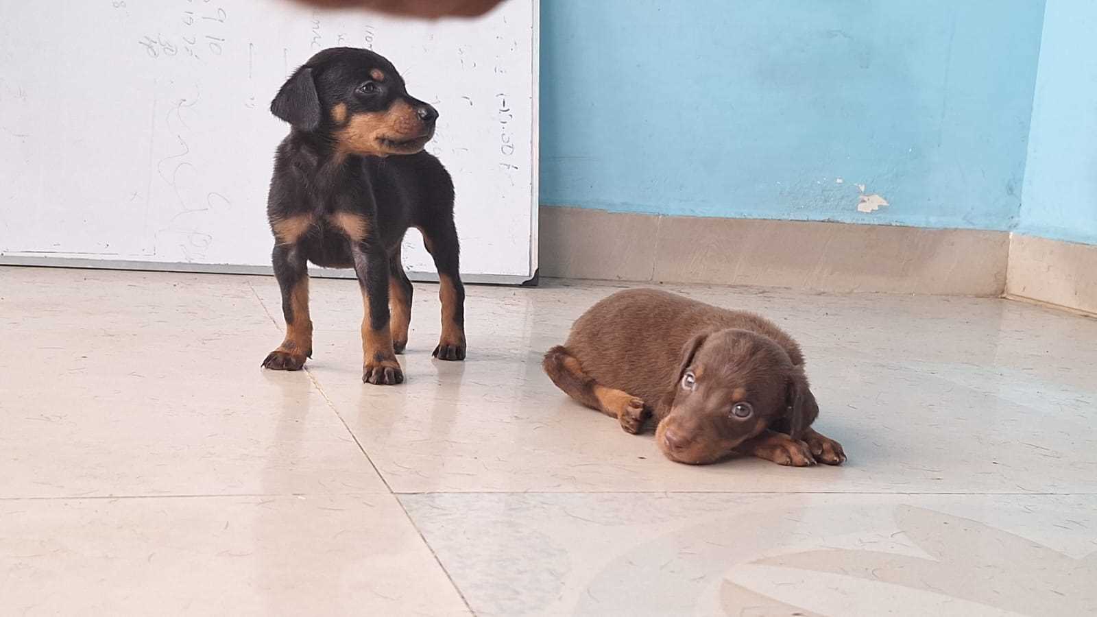Doberman For Sale In Pondicherry