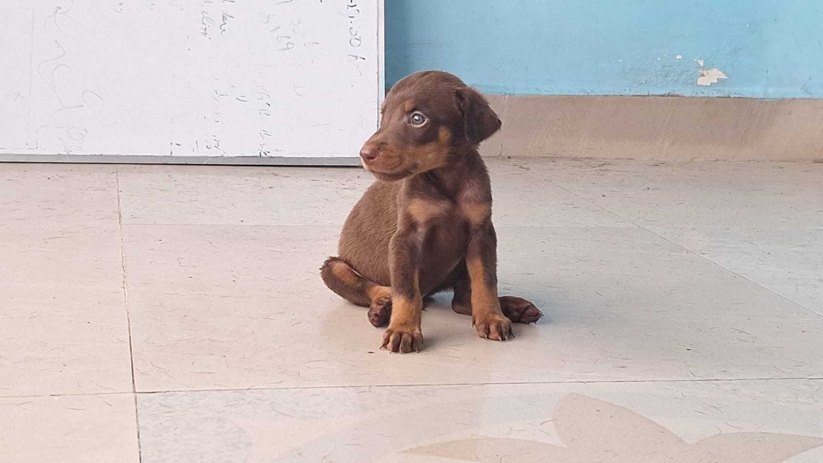 Doberman For Sale In Pondicherry