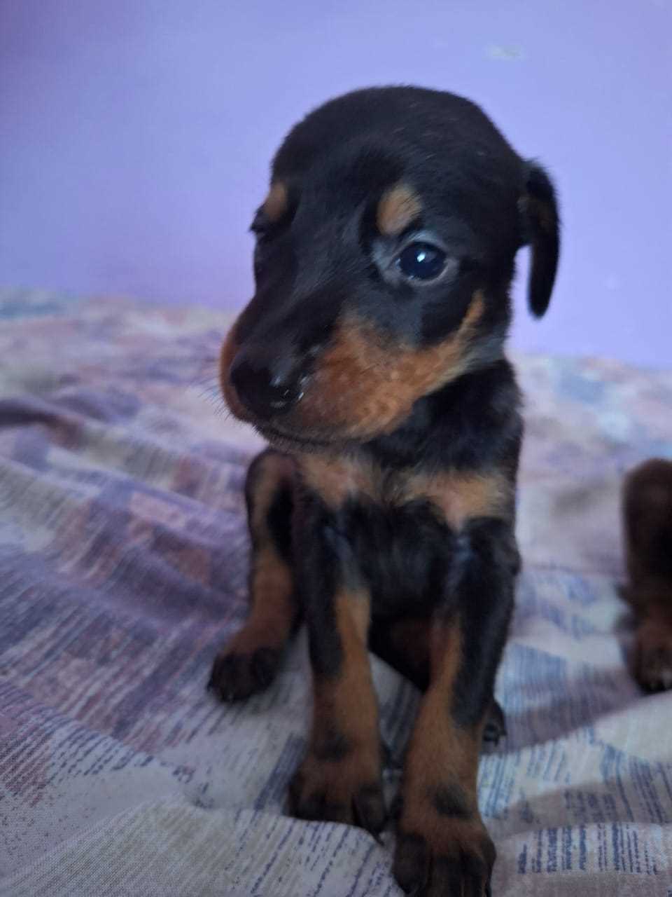 Doberman For Sale In Pondicherry