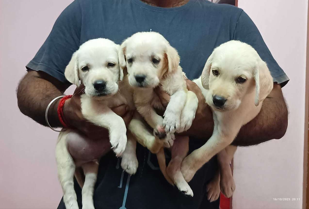 Labrador Retriever For Sale In Salem