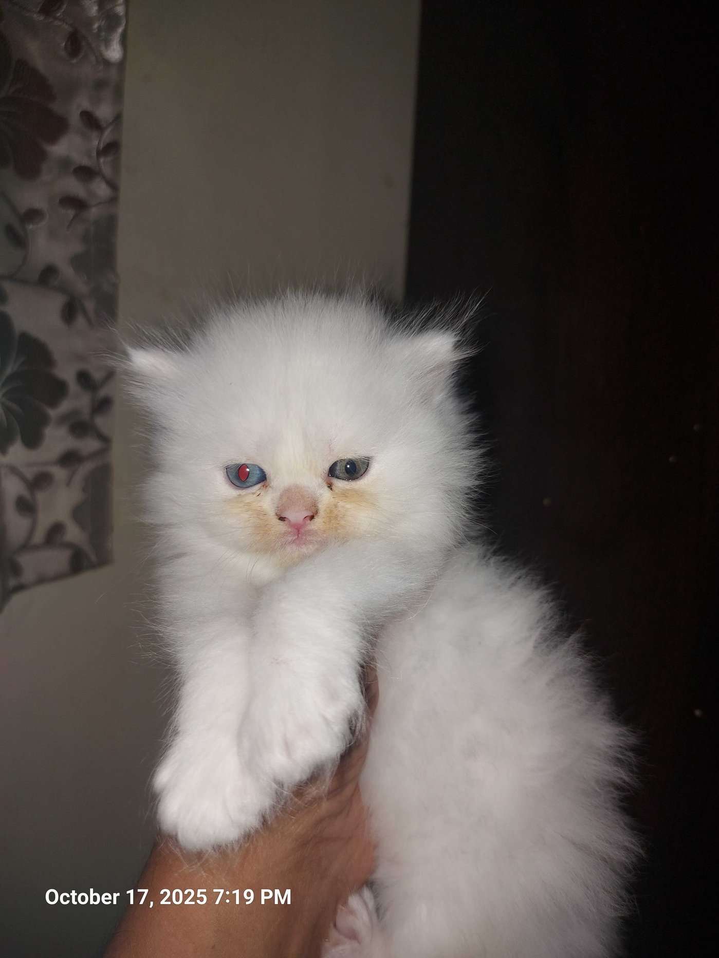 Persian For Sale In Pune