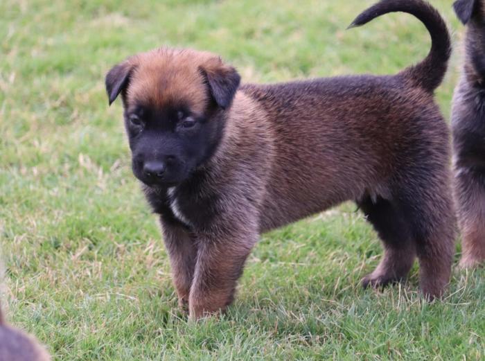 Belgian Malinois For Sale In Chennai