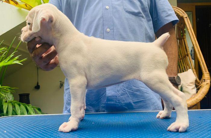 Boxer For Sale In Kolkata