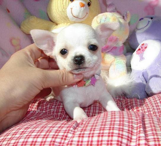 Chihuahua For Sale In Chennai