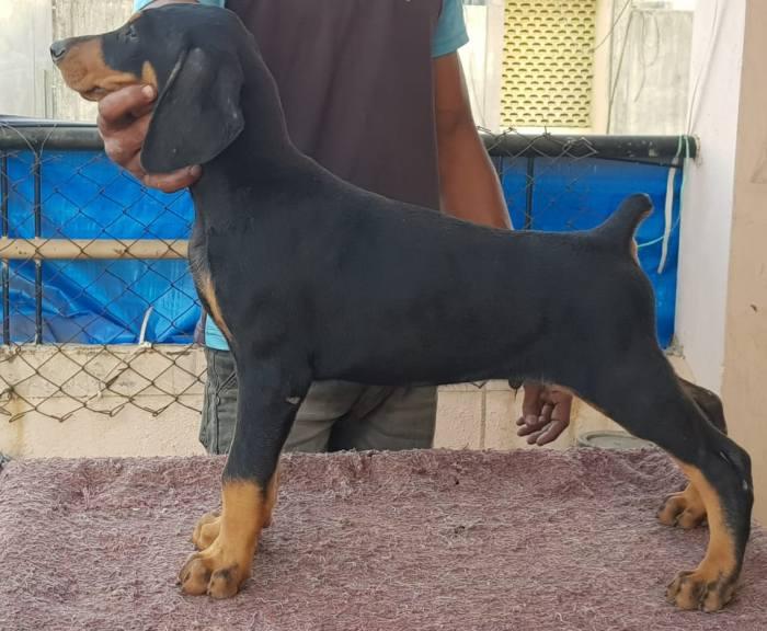 Doberman For Sale In Lucknow