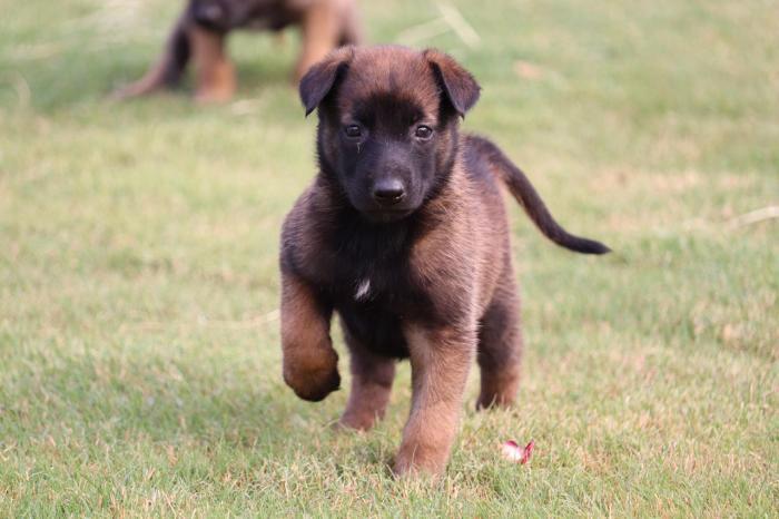 Belgian Malinois For Sale In Pune