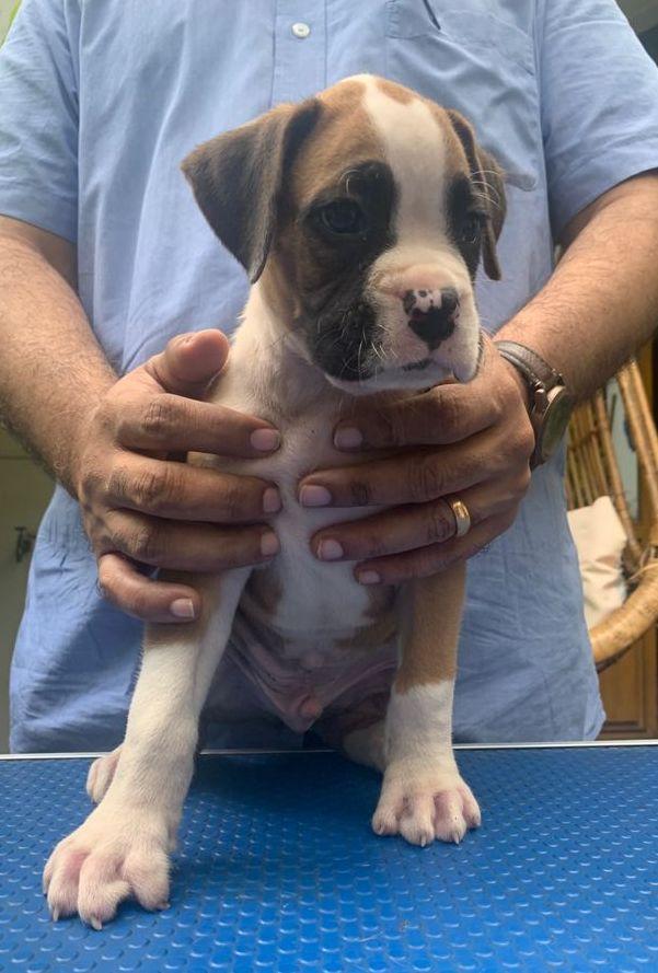 Boxer For Sale In Bangalore