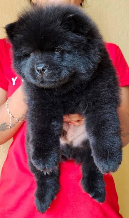 Chow Chow For Sale In Kochi