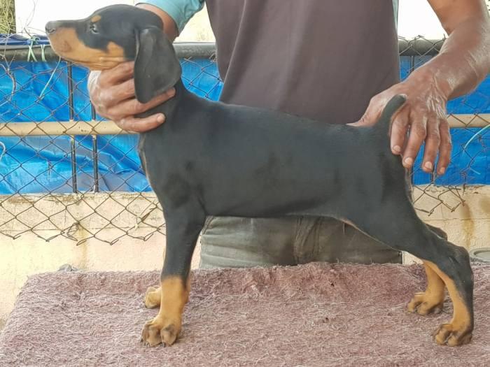 Doberman For Sale In Ahmedabad