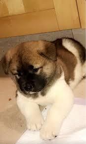 Akita For Sale In Hyderabad
