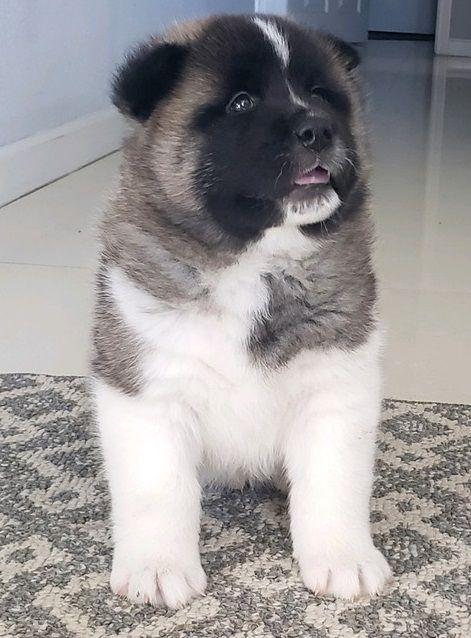 Akita For Sale In Ludhiana