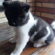Akita For Sale In Ludhiana