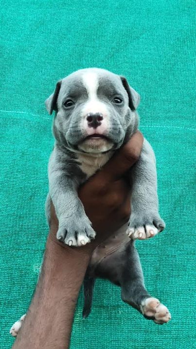 American Bully For Sale In Patna